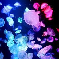 🫧西園寺海月🫧さんのアイコン画像