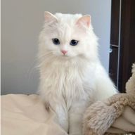 もちさんのアイコン画像