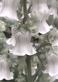 ＠'神無月♡ましゅまろ♡ねねこんさん♡**