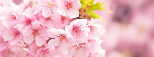 エリさんの壁紙画像