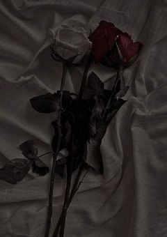 なぜか吸血鬼に愛されています。