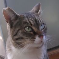 マッシュルームさんのアイコン画像