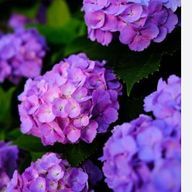 紫陽花さんのアイコン画像