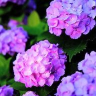 紫陽花さんのアイコン画像