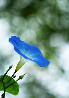 朝顔咲く頃に【knnk】