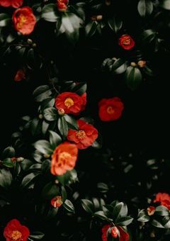 山茶花を抱いて【brshk】