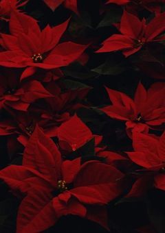 🟥幼 い 頃 の 約 束