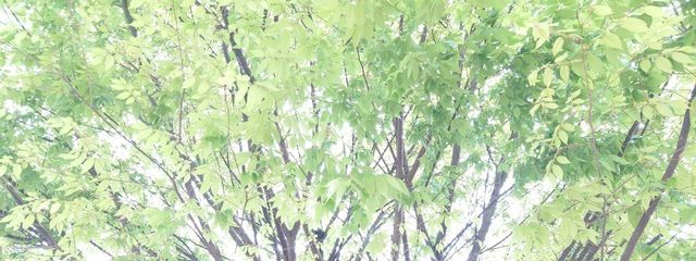 ぁ め た ろさんの壁紙画像
