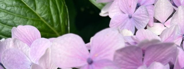 よねさんの壁紙画像