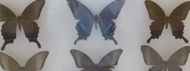 可愛い可愛い懐紙ちゃんさんの壁紙画像