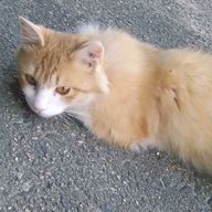 りょーだいさんのアイコン画像