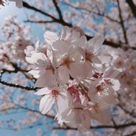 りんこさんのアイコン画像