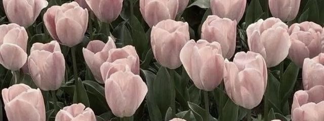 ねねこんさんさんの壁紙画像