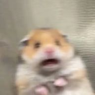 すみれさんのアイコン画像