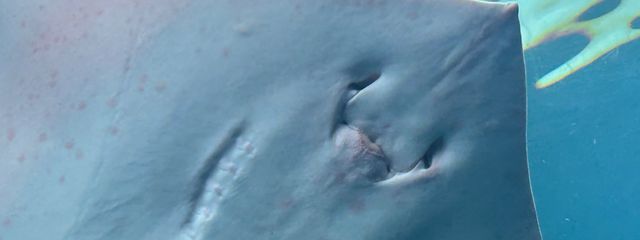 Machaさんの壁紙画像