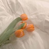 秋桜さんのアイコン画像