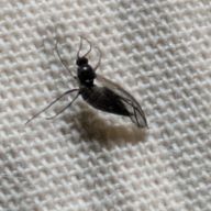 メロンパン☆さんのアイコン画像