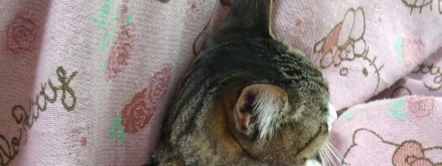 苺 @いろんなものを推しているよ〜さんの壁紙画像