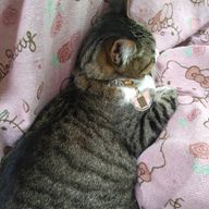 苺　　　　@いろんなものを推しているよ〜さんのアイコン画像