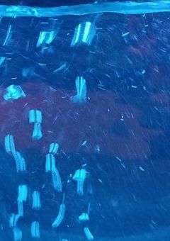 愛する気持ちだけじゃダメなの？