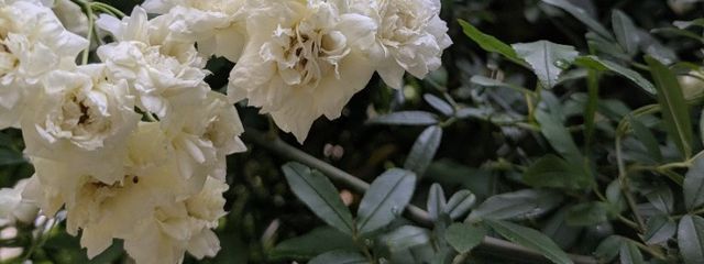 紅羽さんの壁紙画像