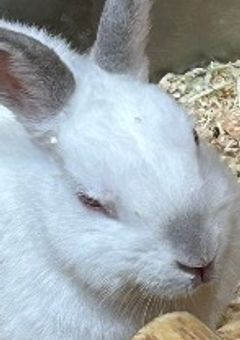 あさせか！ （世界は意外と騒がしい 朝活編）