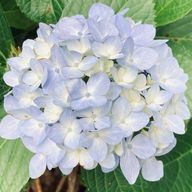知花さんのアイコン画像