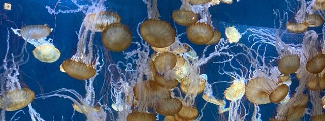 きゃらめるさんの壁紙画像