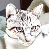 瑠P　　発光猫さんのアイコン画像