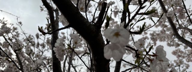 愛菜　2025.71初投稿！いえめめ、ぼんさん推し！さんの壁紙画像