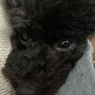 はなさまぱんけーき🧈🥞🍞🥚🥛さんのアイコン画像