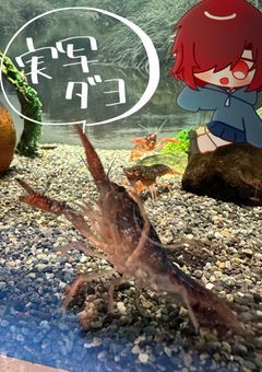 実写ァ_(:3」z)_