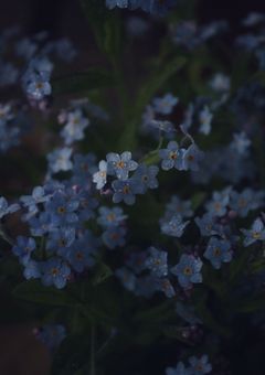 憎しみと 愛憎 の 箱庭で