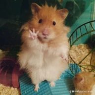 きなこもちさんのアイコン画像
