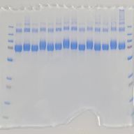 CBB🐑🧩さんのアイコン画像
