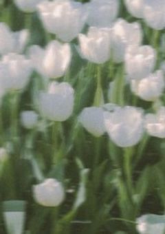 　❥　今日、好きになりました。　苺月 編