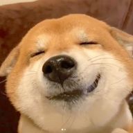 いぬさんのアイコン画像