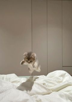 キャラメルキャットホーム