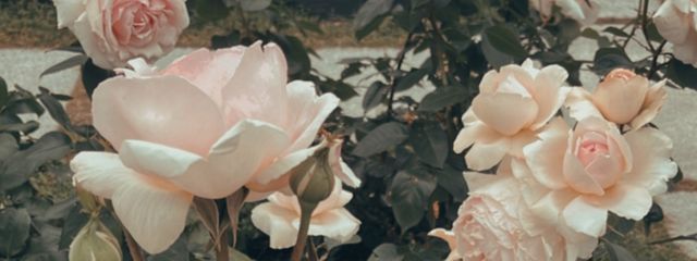 ししゃもんさんの壁紙画像