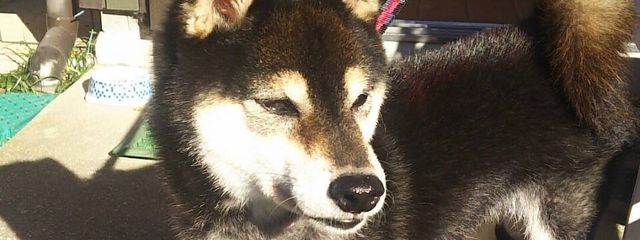 優奈さんの壁紙画像