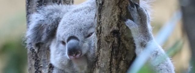 あざらしさんの壁紙画像