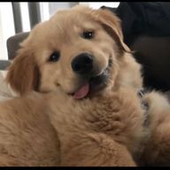 あざらしさんのアイコン画像