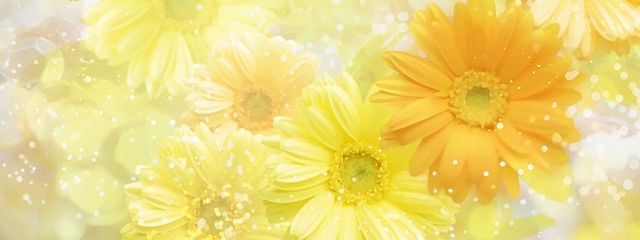 星野 志歩さんの壁紙画像