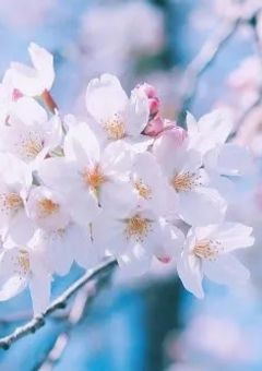 未来の見えない私の初恋