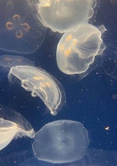 さよならには意味があるみたいなんだ