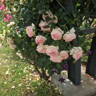 ミライさんのアイコン画像