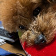 閲覧厳禁＆相互フォロー拒否さんのアイコン画像