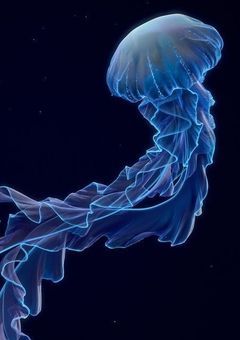 美しい海月の君