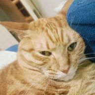 猫耳さんさんのアイコン画像