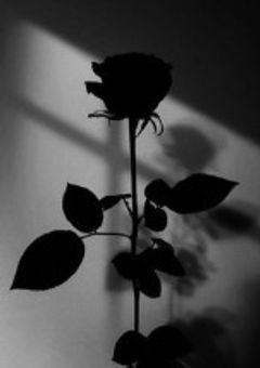 もうどうでもいいの。